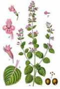 scientificlib.com Nepeta