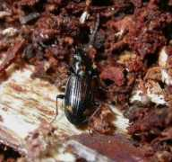 galerie-insecte.org Nepha