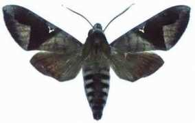 biodiversityexplorer.org Nephele