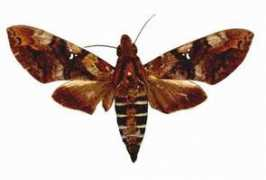 biodiversityexplorer.org Nephele