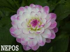 Nepos