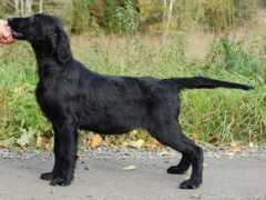 almanza.se Nerelius