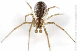 eurospiders.com Neriene