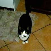 lnx.micimiao.it Nerina