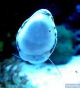 reeflex.net Nerita