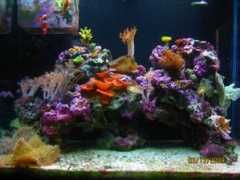 reefcentral.com Nerith