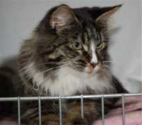 rufflescats.se Nerk