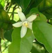 aroma-pure.com Neroli