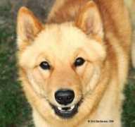 Neron