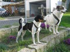 tierschutz-toskana.com Nerona