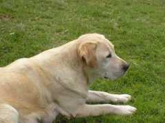dogzonline.com.au Nerrida