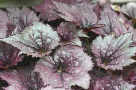 begonia-net.com Neruba