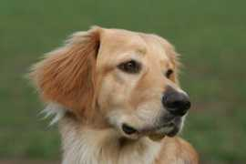 dogspot.de Nescha