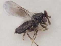waspweb.org Neseri