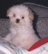 Nesha
