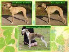 whippet.estranky.cz Nesich