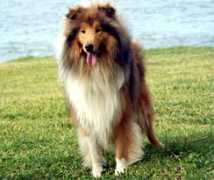 collie-online.com Nesici
