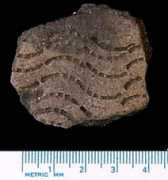 users.stlcc.edu Neteler