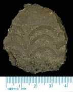 users.stlcc.edu Neteler