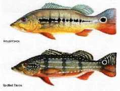 inshore.com Netrox