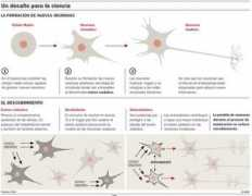 weblog.maimonides.edu Neuronas