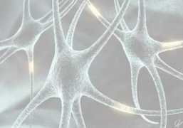 Neurons