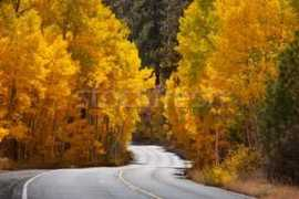 Nevade