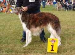 barzoi.be Nevania