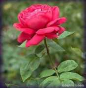 rosegathering.com Nevard