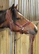 horsehaven.co.uk Neveda