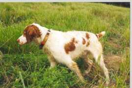 nevenekennels.com Nevene