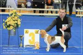 beagle-ss.ru Neverova