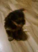 Neydy