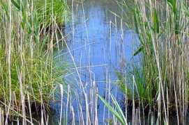 plumesetnature.com Nezil