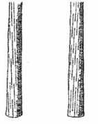 Nezire