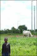 news.bbc.co.uk Ngalaba