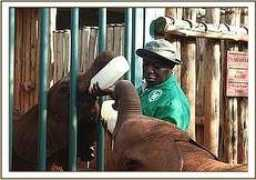 Ngasha