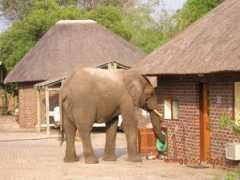 southafricanamputee.co.za Ngenya