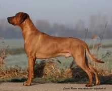 thokoza-ridgebacks.nl Ngumo