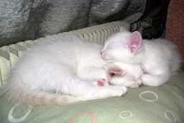 thaicat.ru Niaris