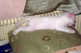 thaicat.ru Niaris