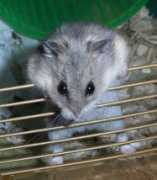 pyropus.ca Niblet