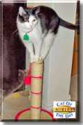 catoftheday.com Niblet