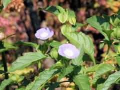 botanic.jp Nicandra