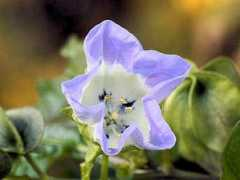 botanic.jp Nicandra