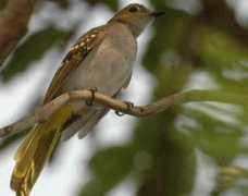 worldbirds.eu Nicator