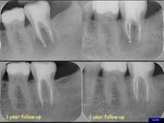 dentalindia.com Niceh
