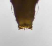 leafmines.co.uk Nicelli