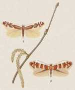delta-intkey.com Nicelli