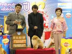 thailanddogshow.com Nichanan